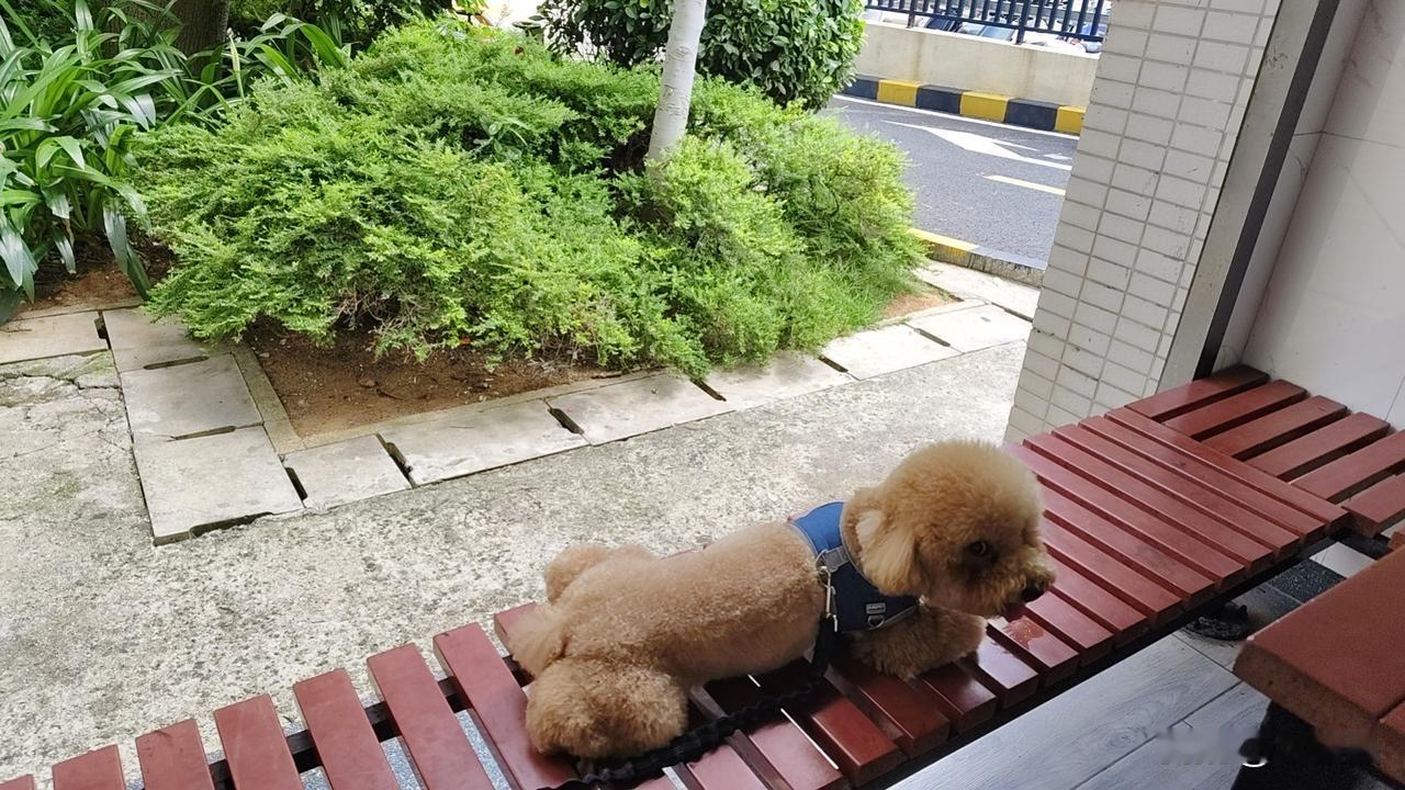 墩墩的快乐，就是它用行动告诉你，爱可以不用说话。我去哪儿都带着墩墩，它带给我快乐