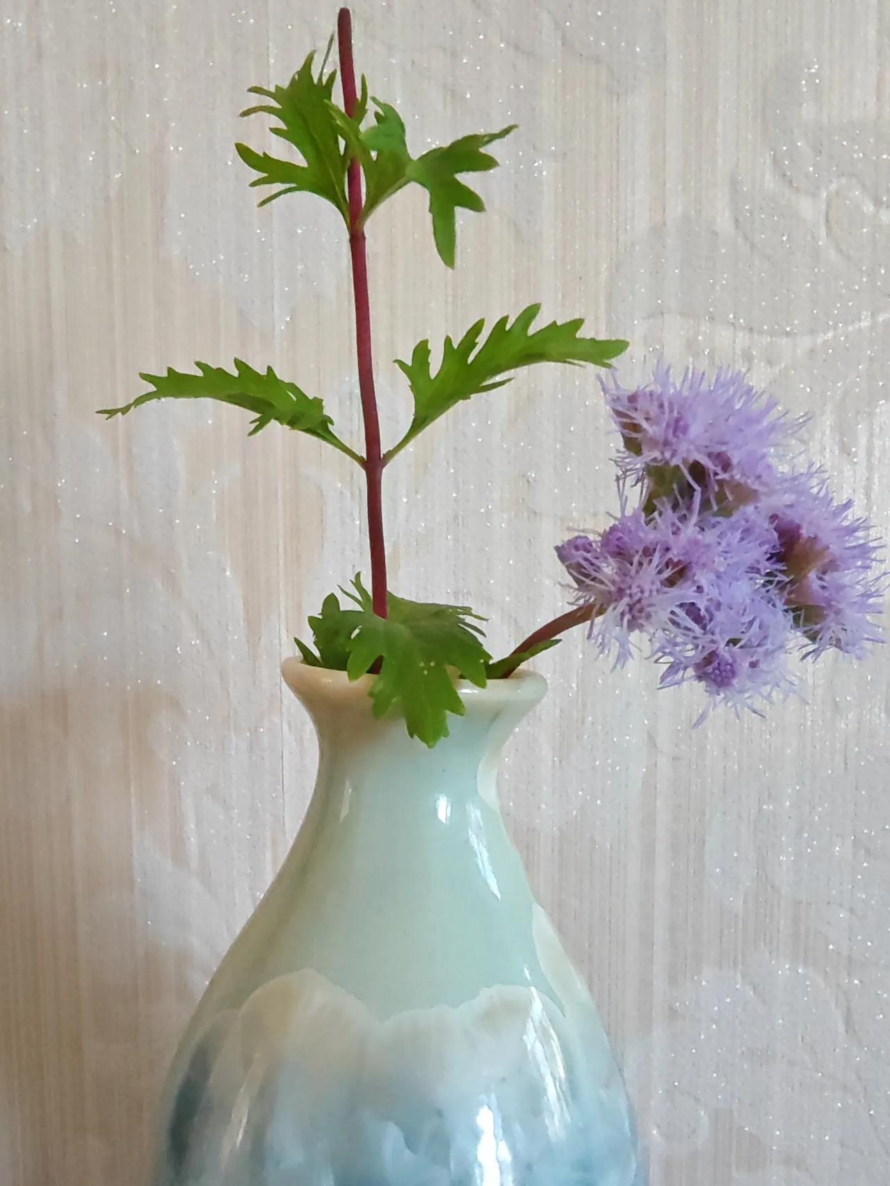 这种花叶美，花也美，折了一枝放在小花瓶里，紫色的毛茸茸的小花朵，绿色的叶子，红色