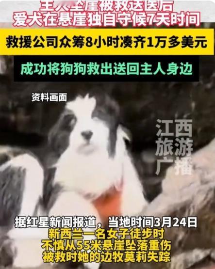 今天看到一个暖心又感人的忠犬故事。新西兰一只边牧在主人坠崖后，独自守在悬崖原地，