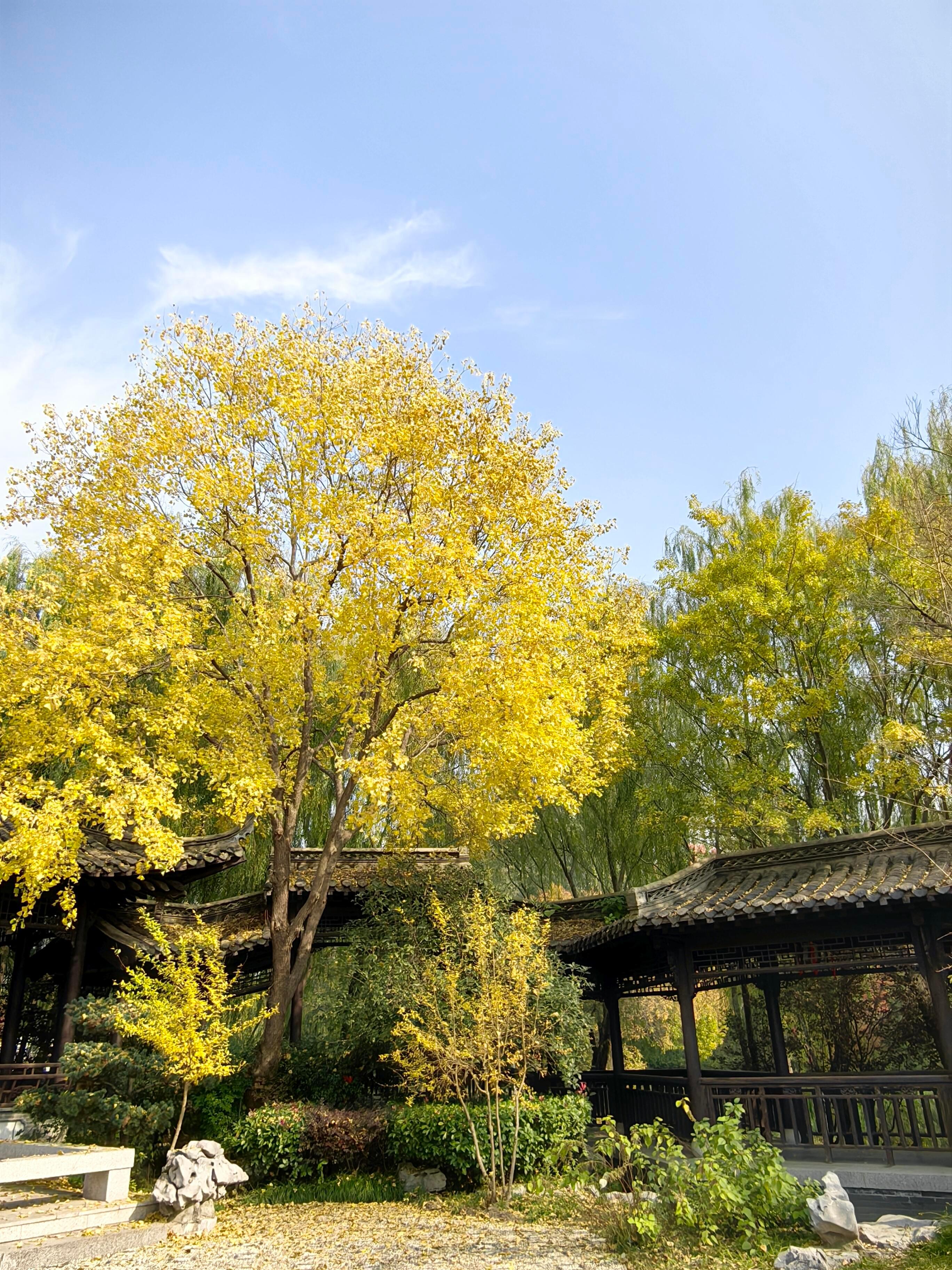 是谁还没来园博园看秋景呀踏秋啦！选一个有太阳的日子，到园博园逛一逛吧 
