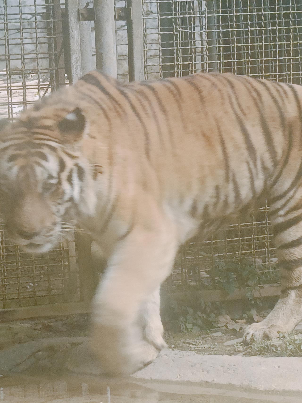 动物园里的猛兽