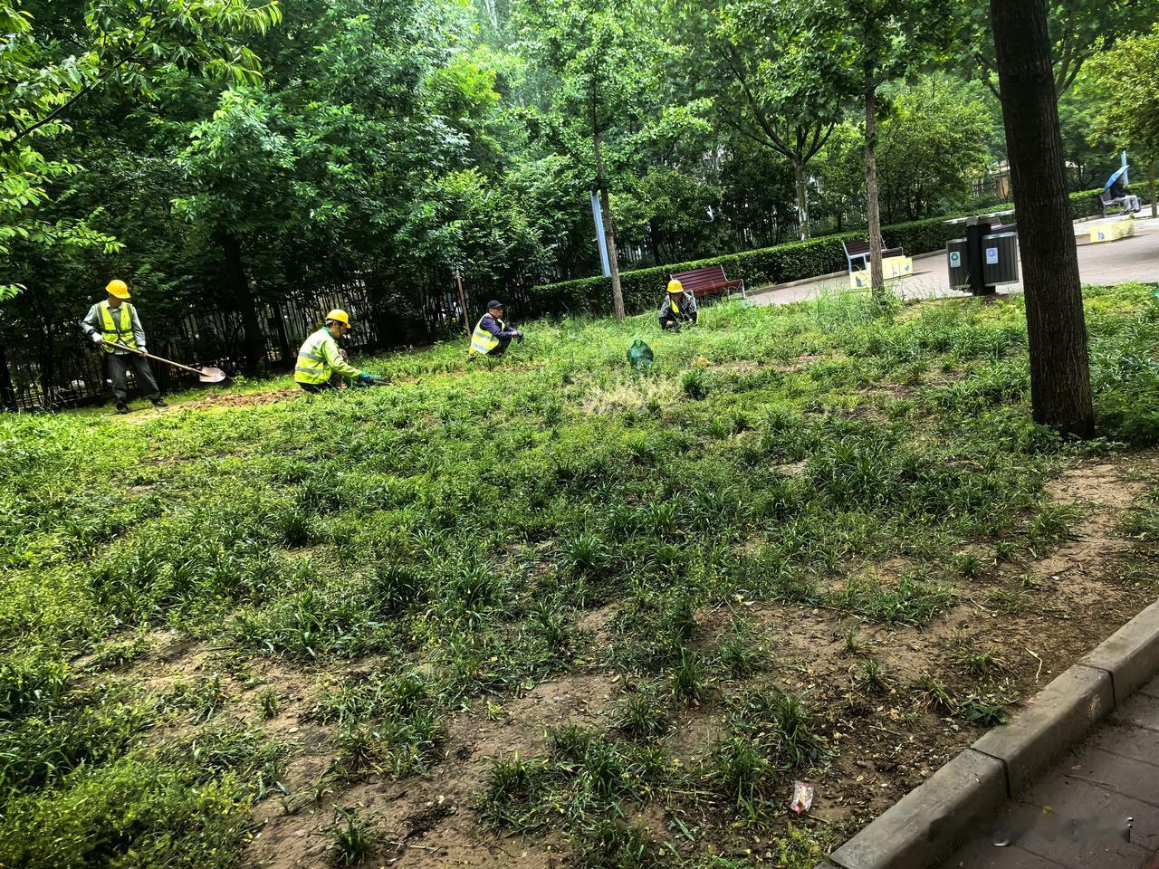 五福玲珑小区附近修整草坪的市政园林工人