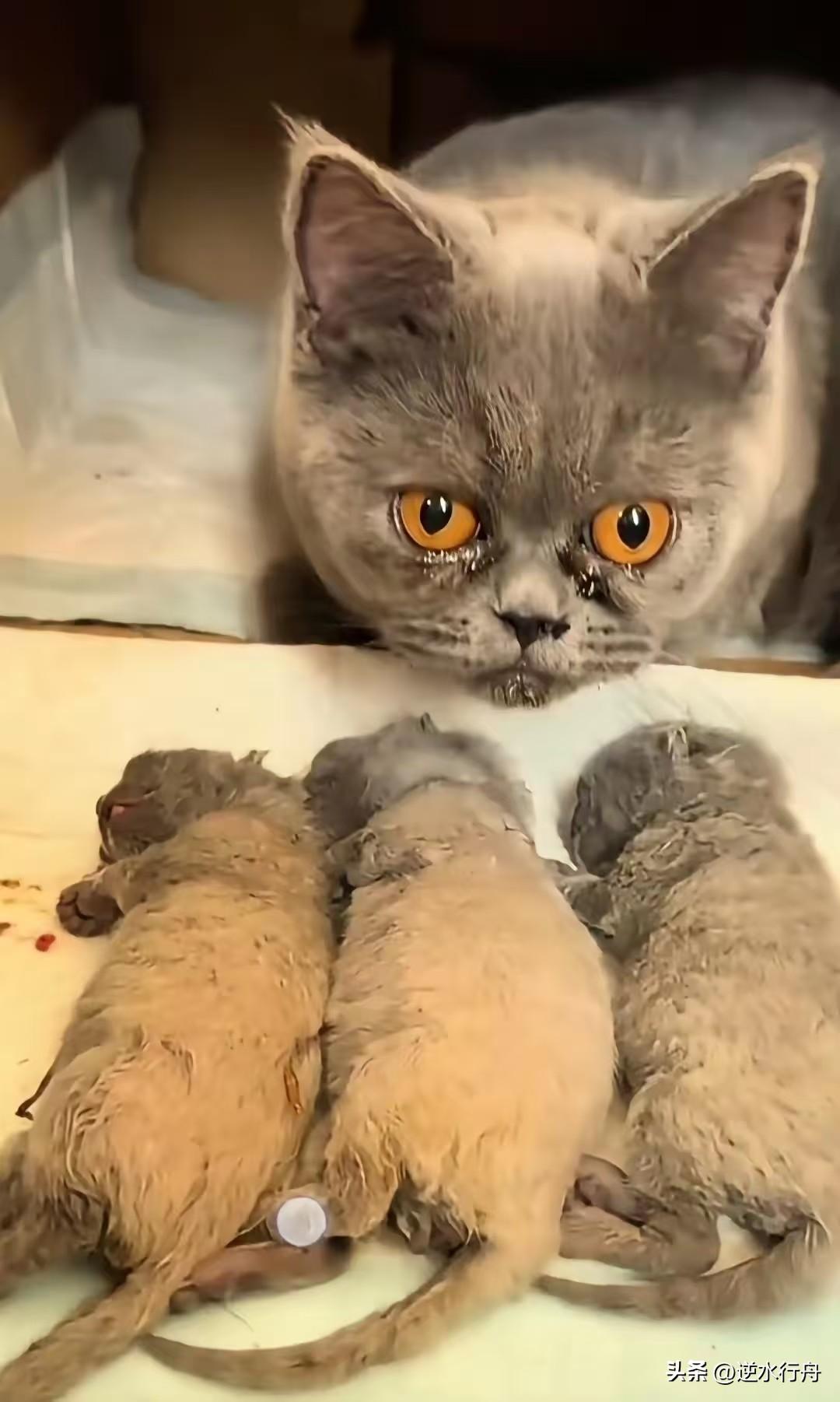 这只蓝猫的宝宝被主人亲戚的孩子摔死了，它能做的只是默默流泪看着死去的小猫。早上主