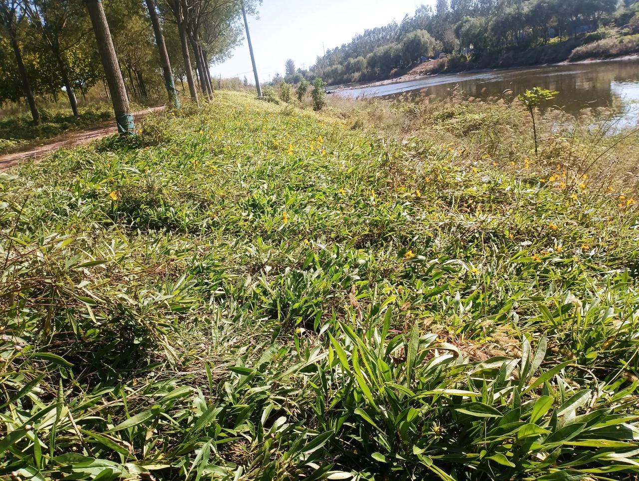 秋深的风景，一路清爽！
     秋深时节，河南省商丘市长江路中段，风景如画，清
