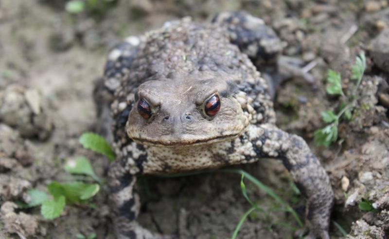 疥蛤蟆不是蛤蟆，别再搞混了！
皮肤粗糙有疙瘩，那是蟾蜍，不是青蛙。
你吃的“癞疙