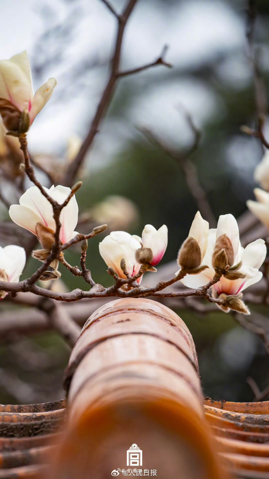 蜂须带粉沾香雪，花影流霞入故宫。檐前不负东君意，一晌芳菲慰岁浓。 