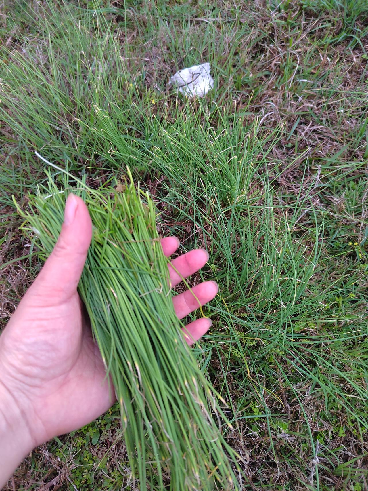 黄昏，江堤采摘小蒜，春天，总得品尝一回小蒜炒蛋饭吧！