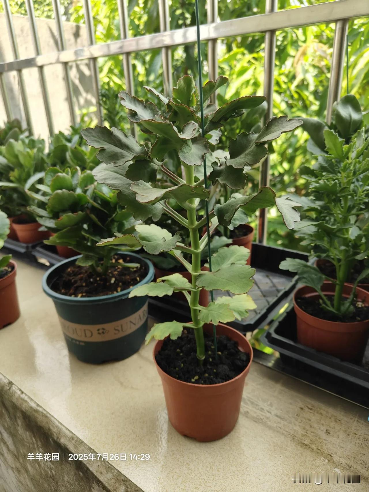 分享一张自己养的花