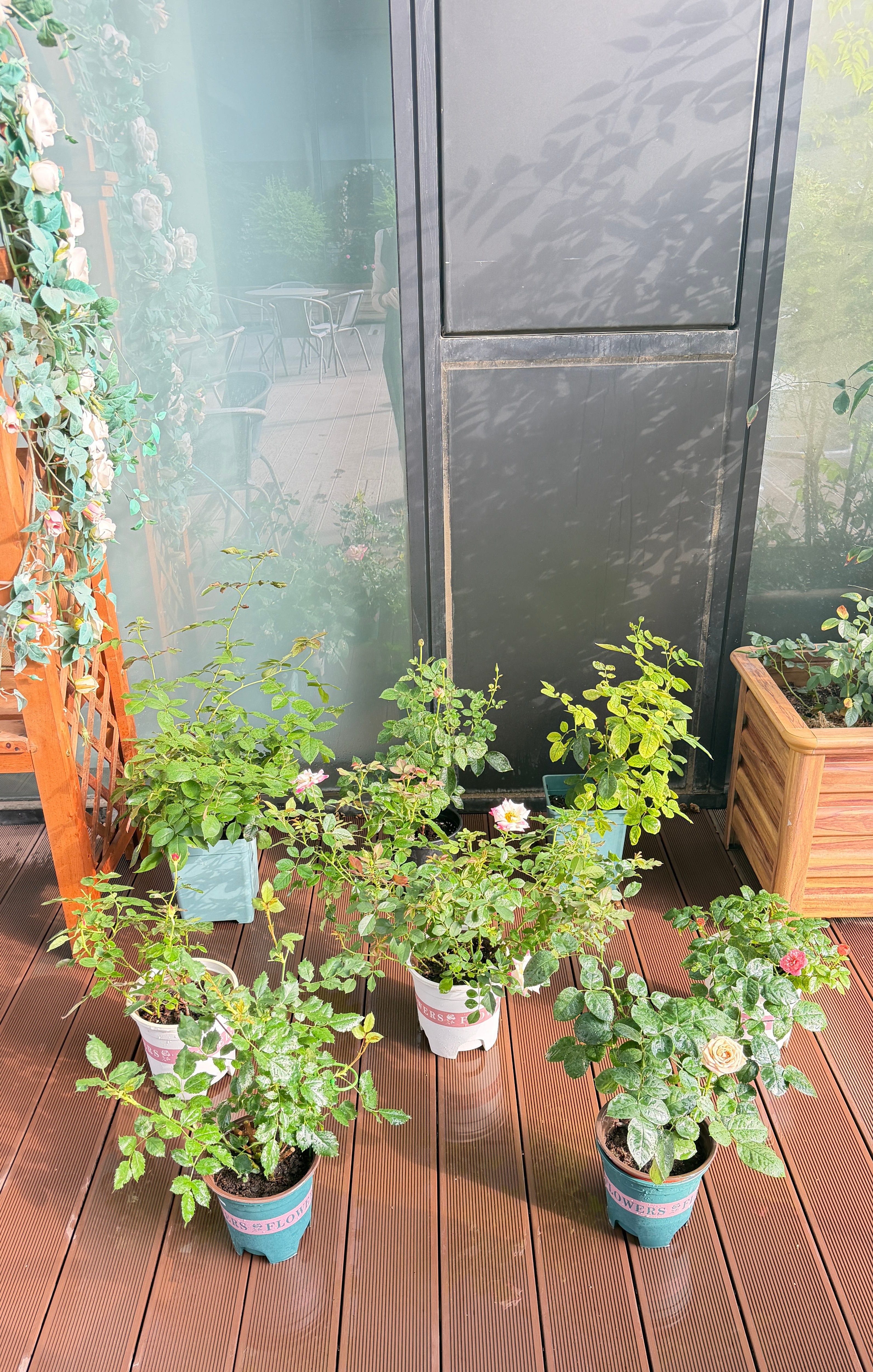 夏天的最后一把莎拉今天驼了一盆醉红颜养到了公司露台，横着长越来越大了，下周试试种