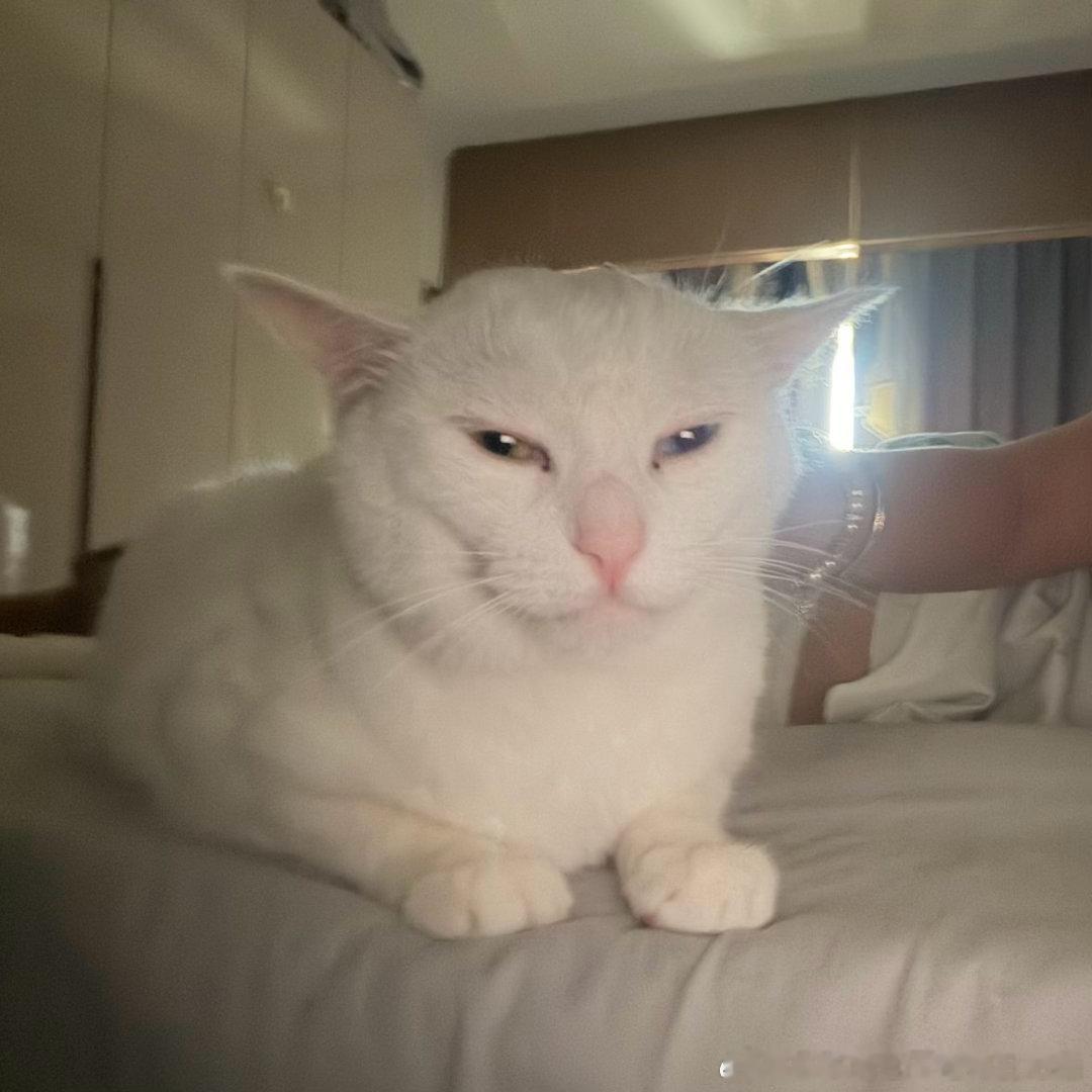 50243【丑猫】我早起上班/上课就这样 