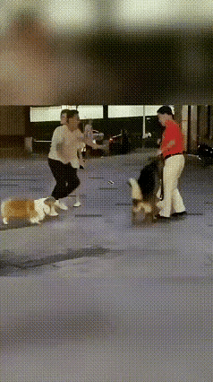 人和狗团结协作，一致对外。