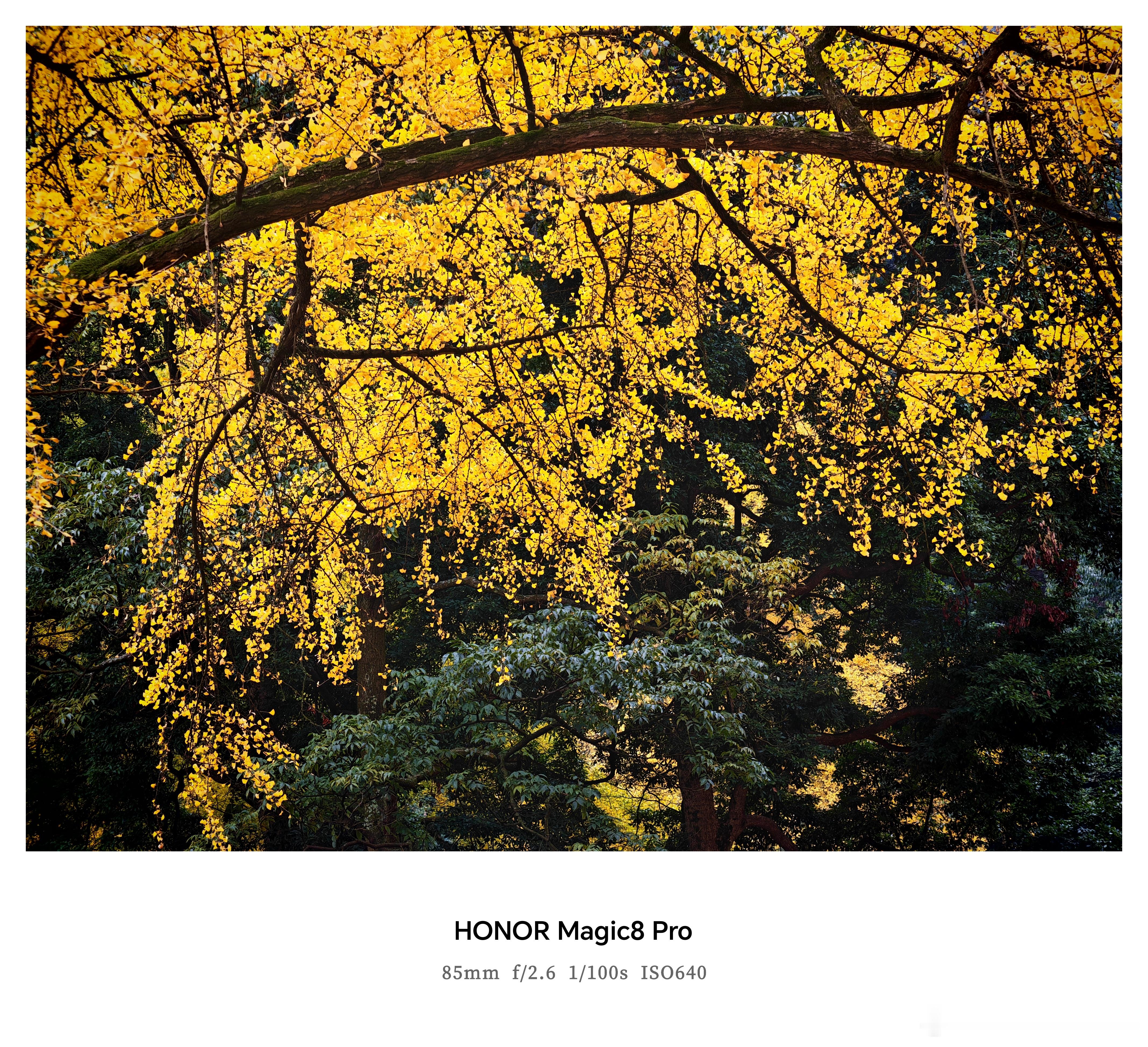 今天去了大邑白岩寺看银杏，从成都市区过去开车一个半点，独属于秋天的限定浪漫满山的