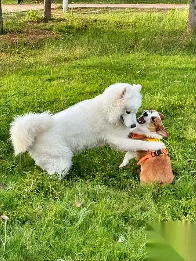 北京毒狗案判了！太意外

11只狗中毒背后藏着啥秘密？张某华在小区丢蘸毒鸡脖，1