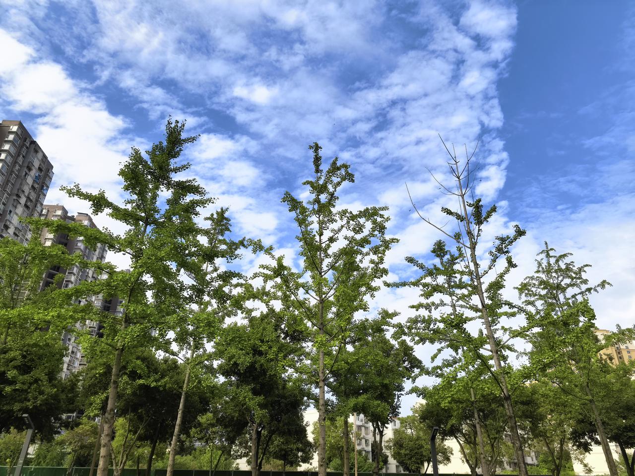 云端之下的静谧

抬头，是夏日最奢侈的蓝。
云朵被风揉碎，肆意铺陈在天幕之上，像