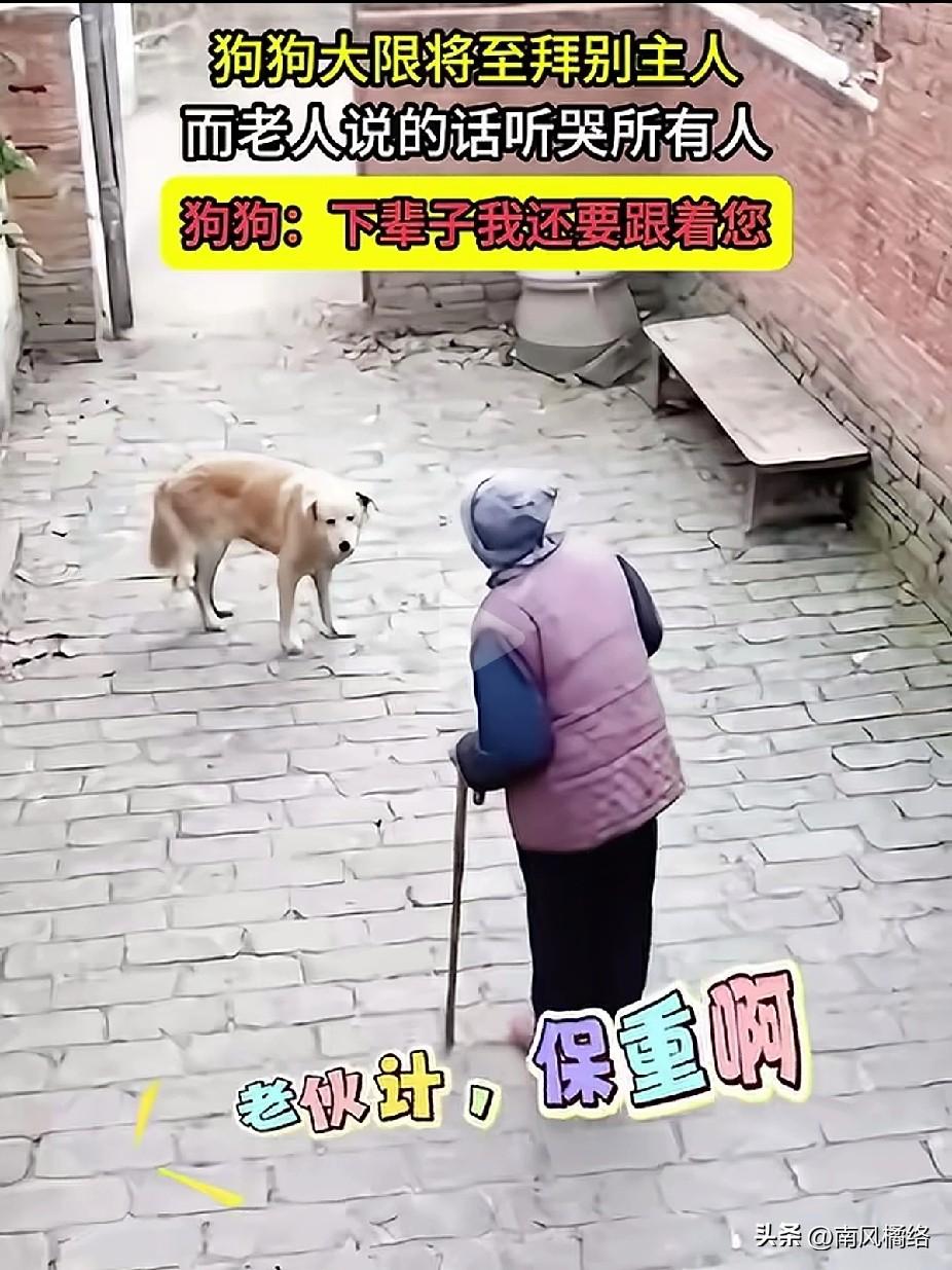 八十多岁的老奶奶，拄着拐杖站在院子里，对着身边的老狗轻声念叨，说自己很快就会去陪