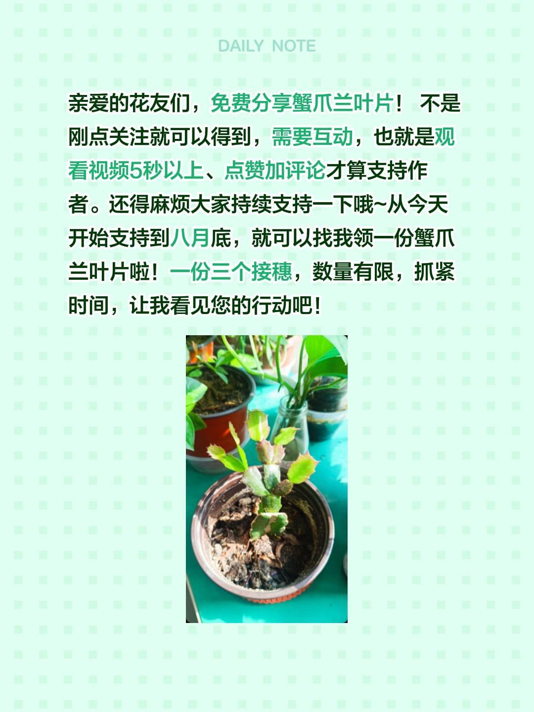 亲爱的花友们，免费分享蟹爪兰叶片！ 不是刚点关注就可以得到，需要互动，也就是观看