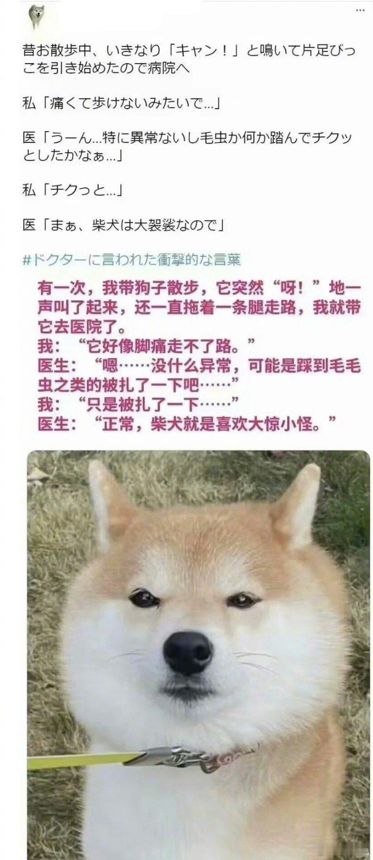 今天又是被可爱到的一天遇见春天春日放个疯 ​​​