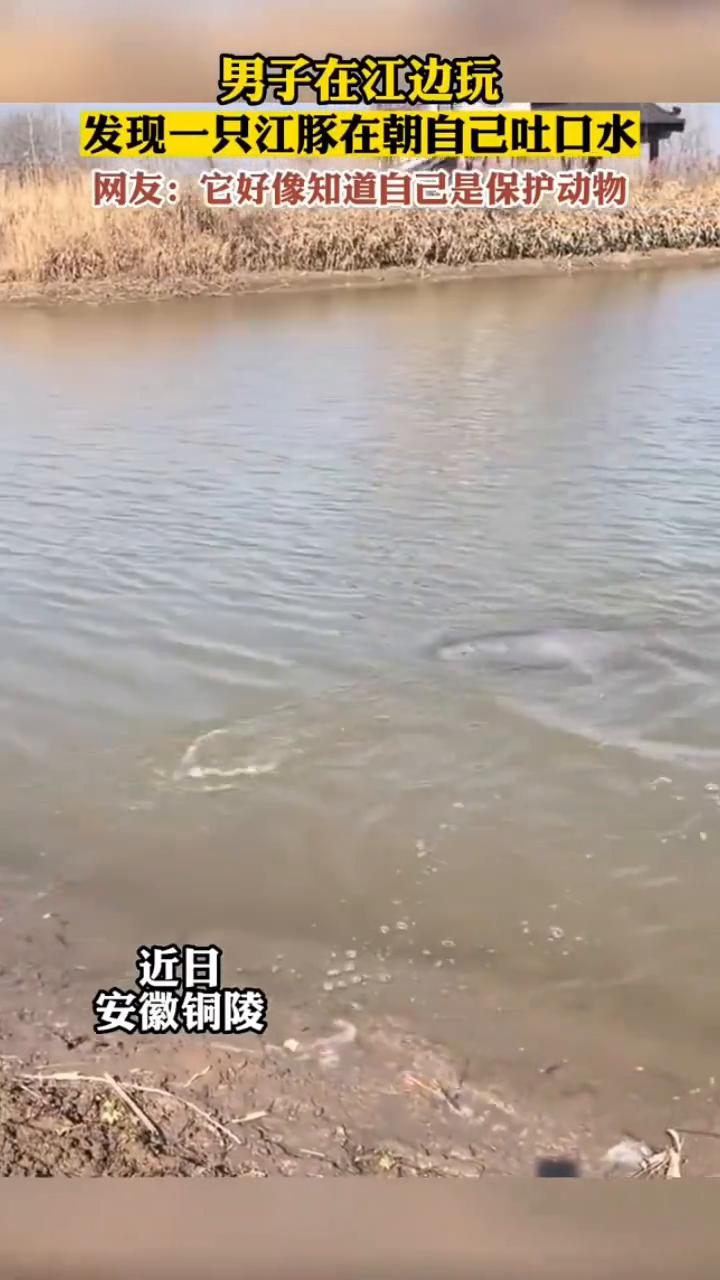 近日，安徽铜陵，男子在江边玩，发现一只江豚在朝自己吐口水。网友：它好像知道自己是