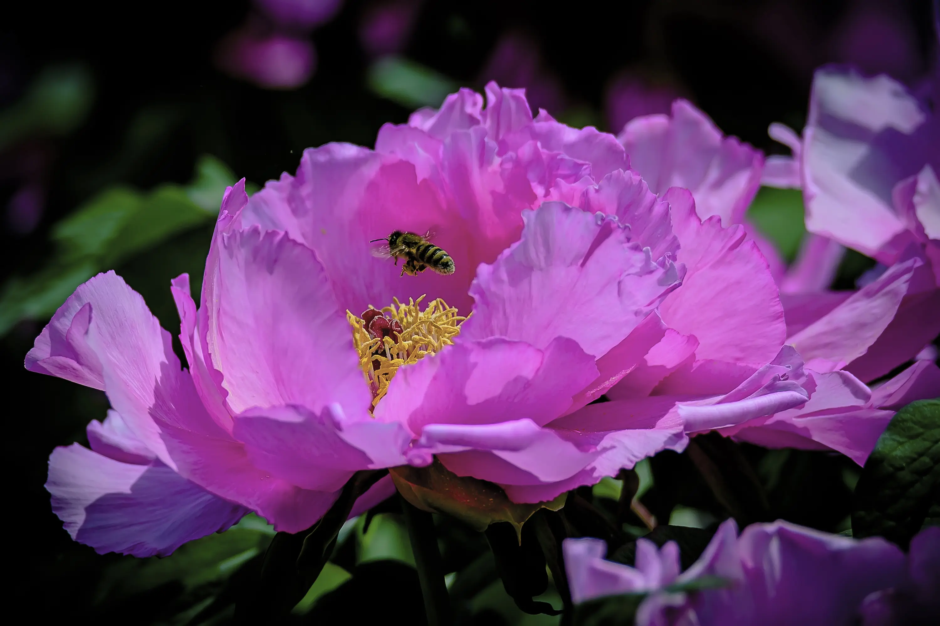 国色天香。高密凤凰公园盛开的牡丹花