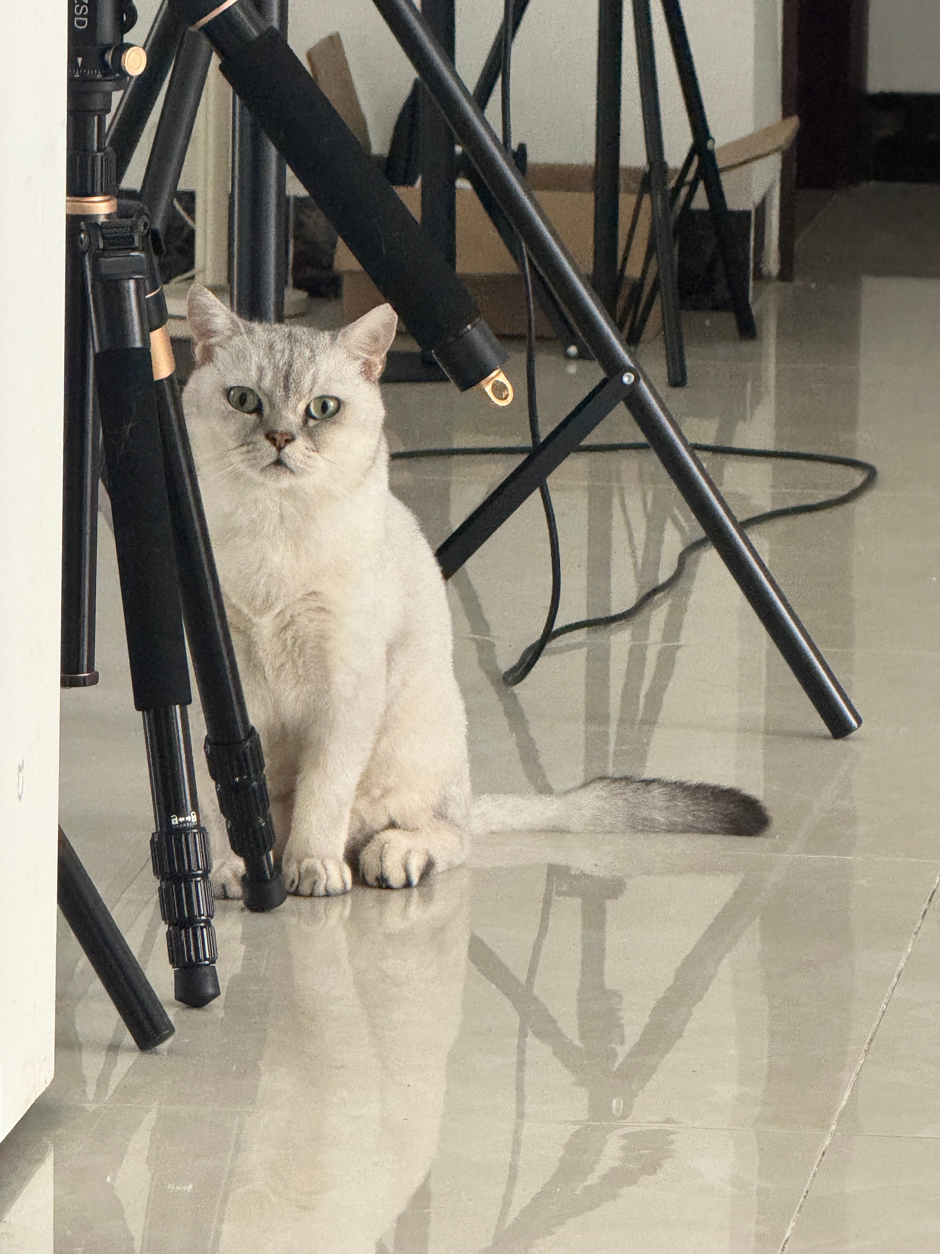 三脚架缝里蹲只监工小猫📸🐱 