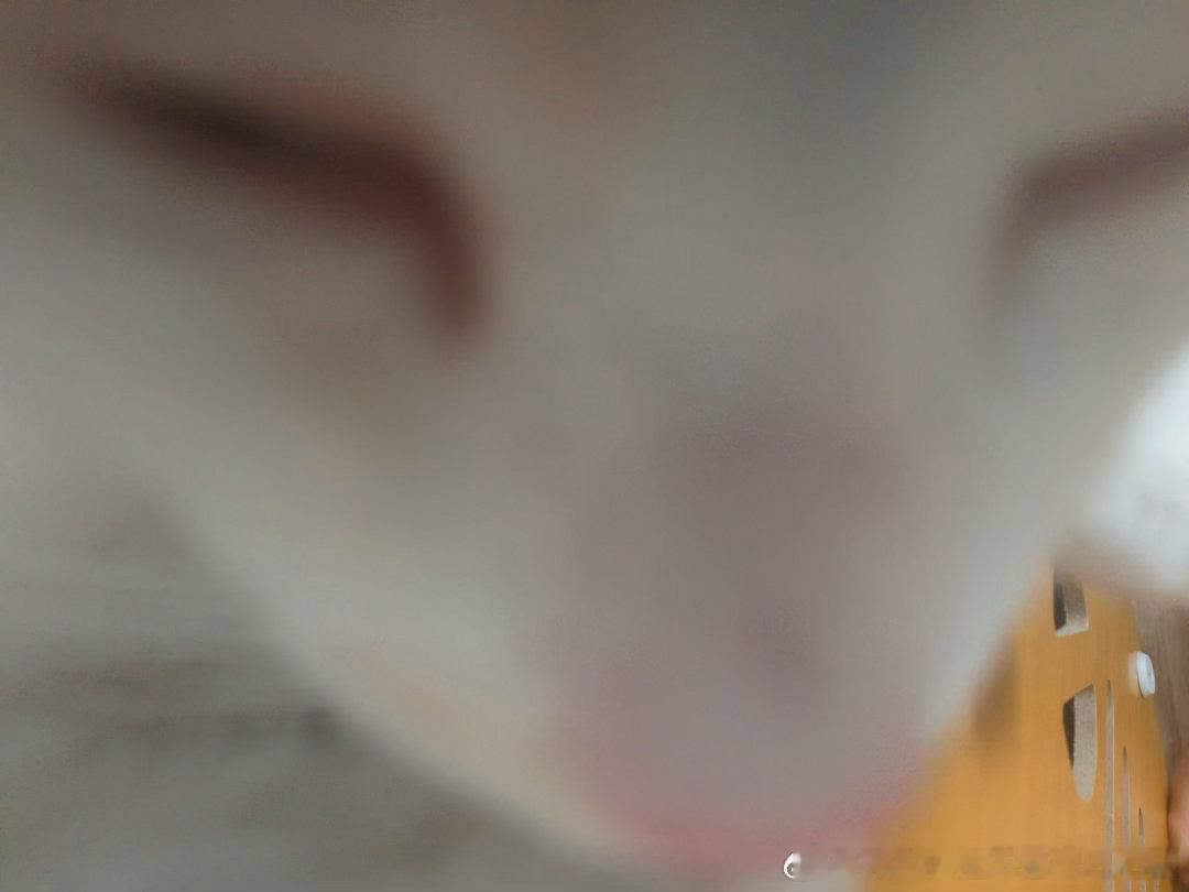50236【丑猫】家猫诡异抓拍 