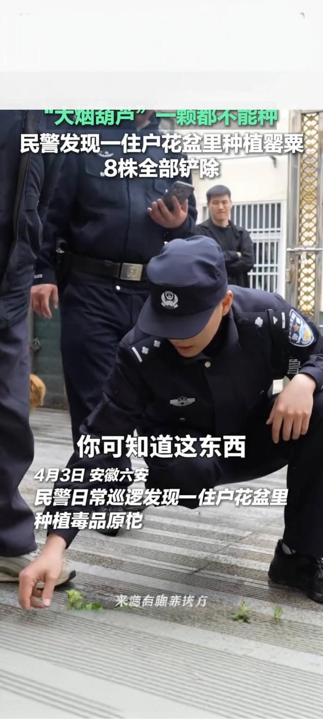 花盆种罂粟8株被铲除 警方提醒一株也违法
 
近日，某地民警在日常巡查工作中，发
