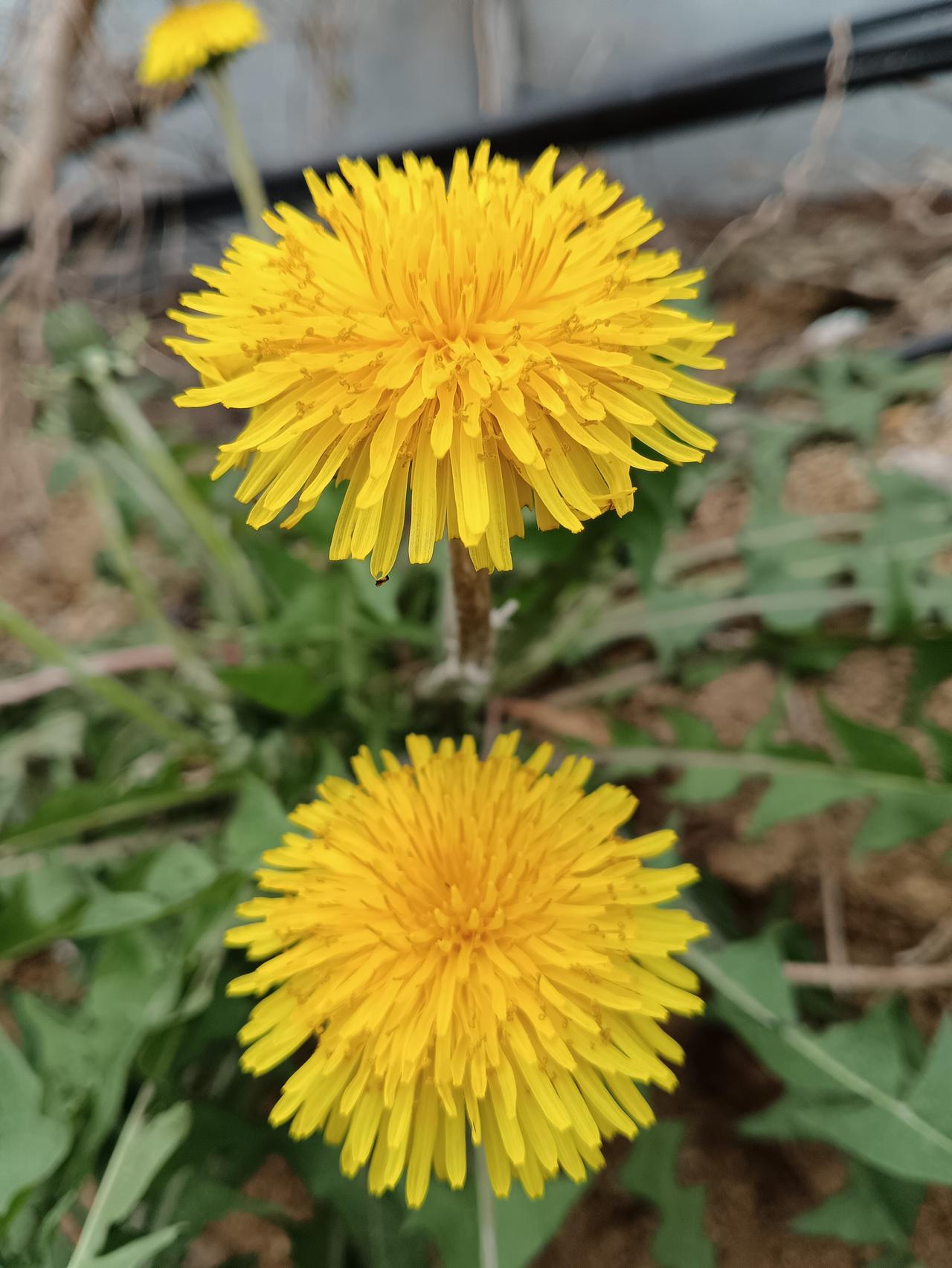 发一张你相册最近拍的花蒲公英绽放两朵硕大艳花，似两团炽焰，在翠绿间夺目又张扬。