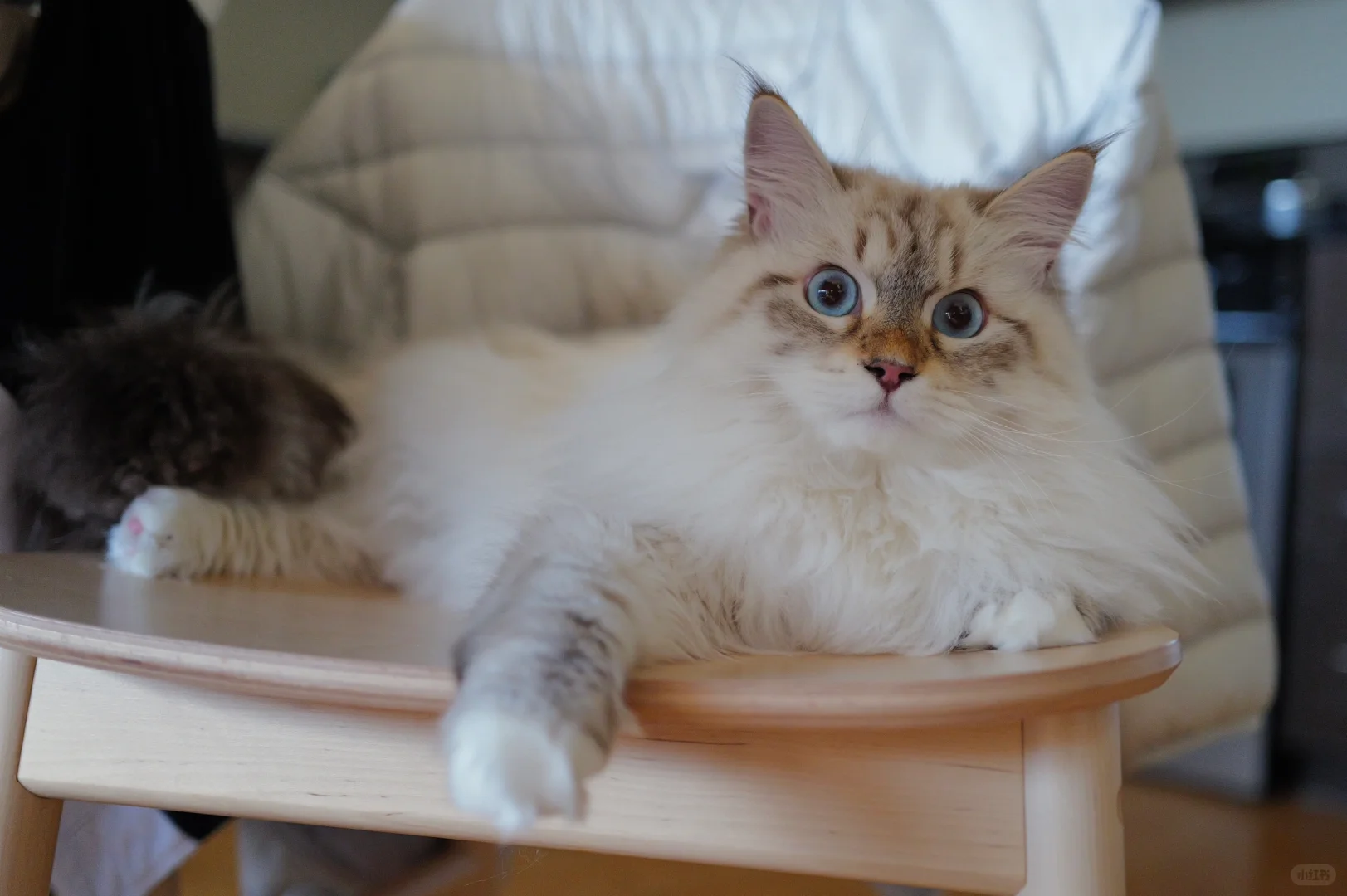 对不起我家猫 颜值被我的拍照水平耽误了