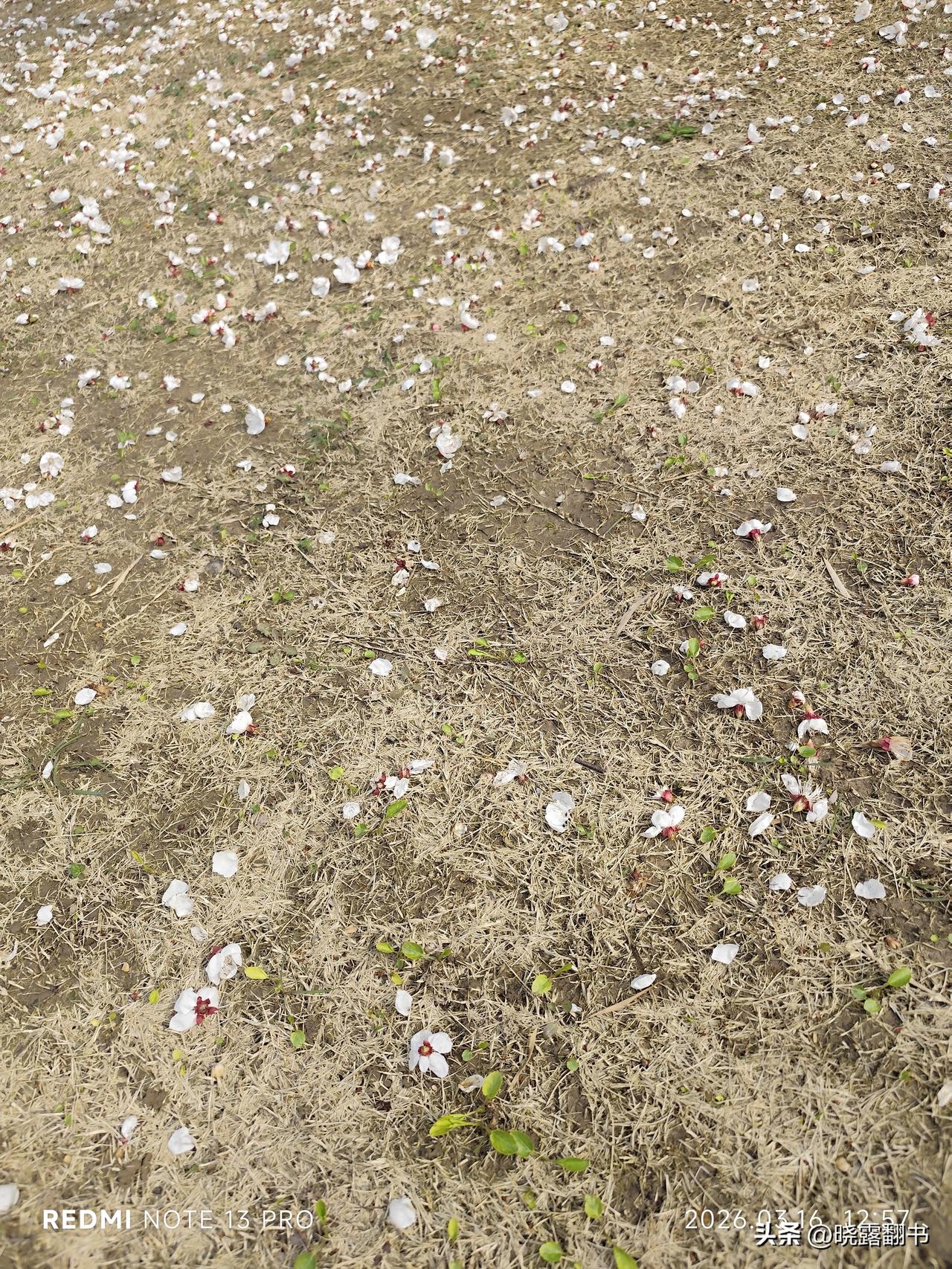 落花虽美，转瞬即落。“落红不是无情物，化作春泥更护花”。做人应静，静悄悄地来，静