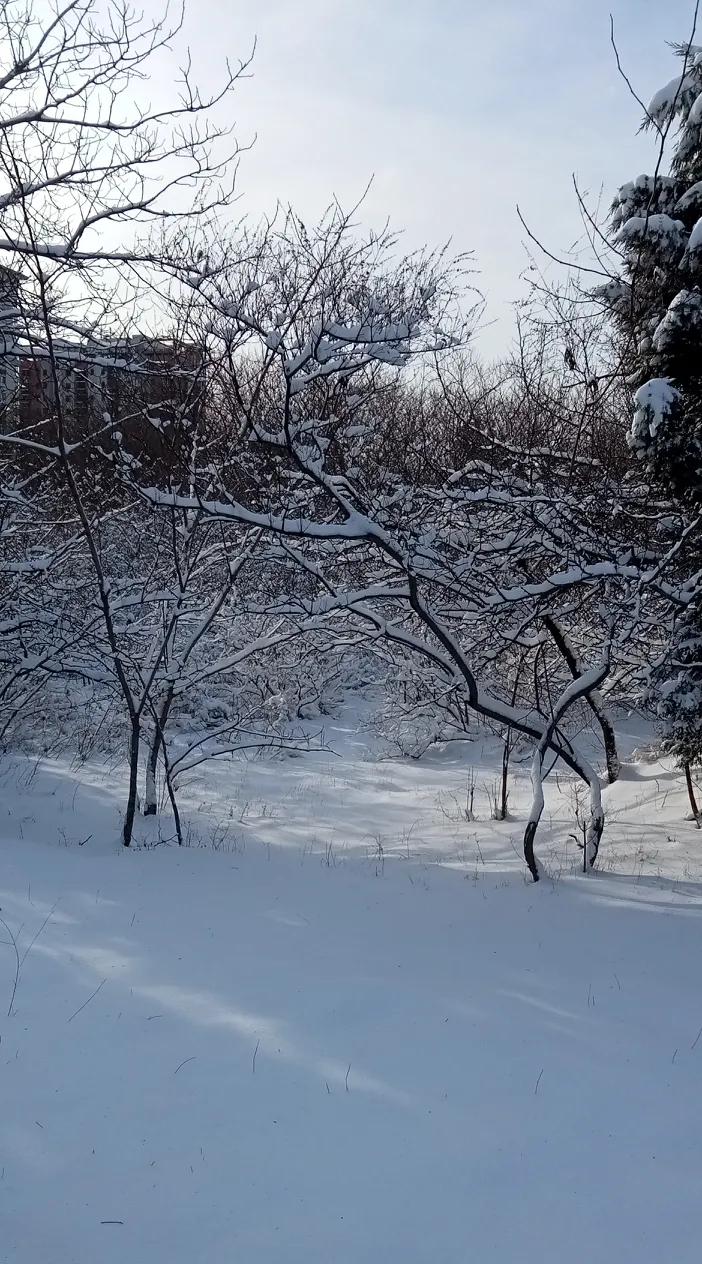 冬日生活打卡季再发张冬日雪景照片。