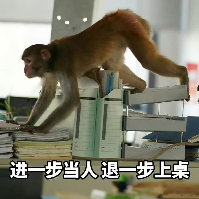 年会不能停2猴子演我上班年会不能停2猴子比我会上班它午睡打呼被拍成表情包，我午睡