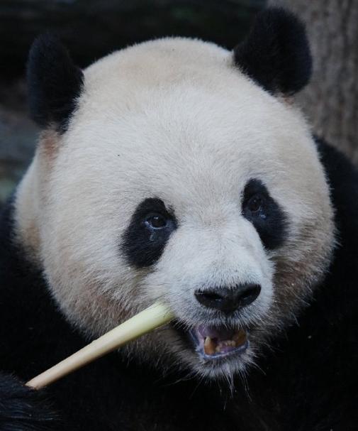 不得不说，奥胖真的是熊猫圈里的搞笑担当，一举一动都自带喜感。
胖乎乎的圆身子，憨