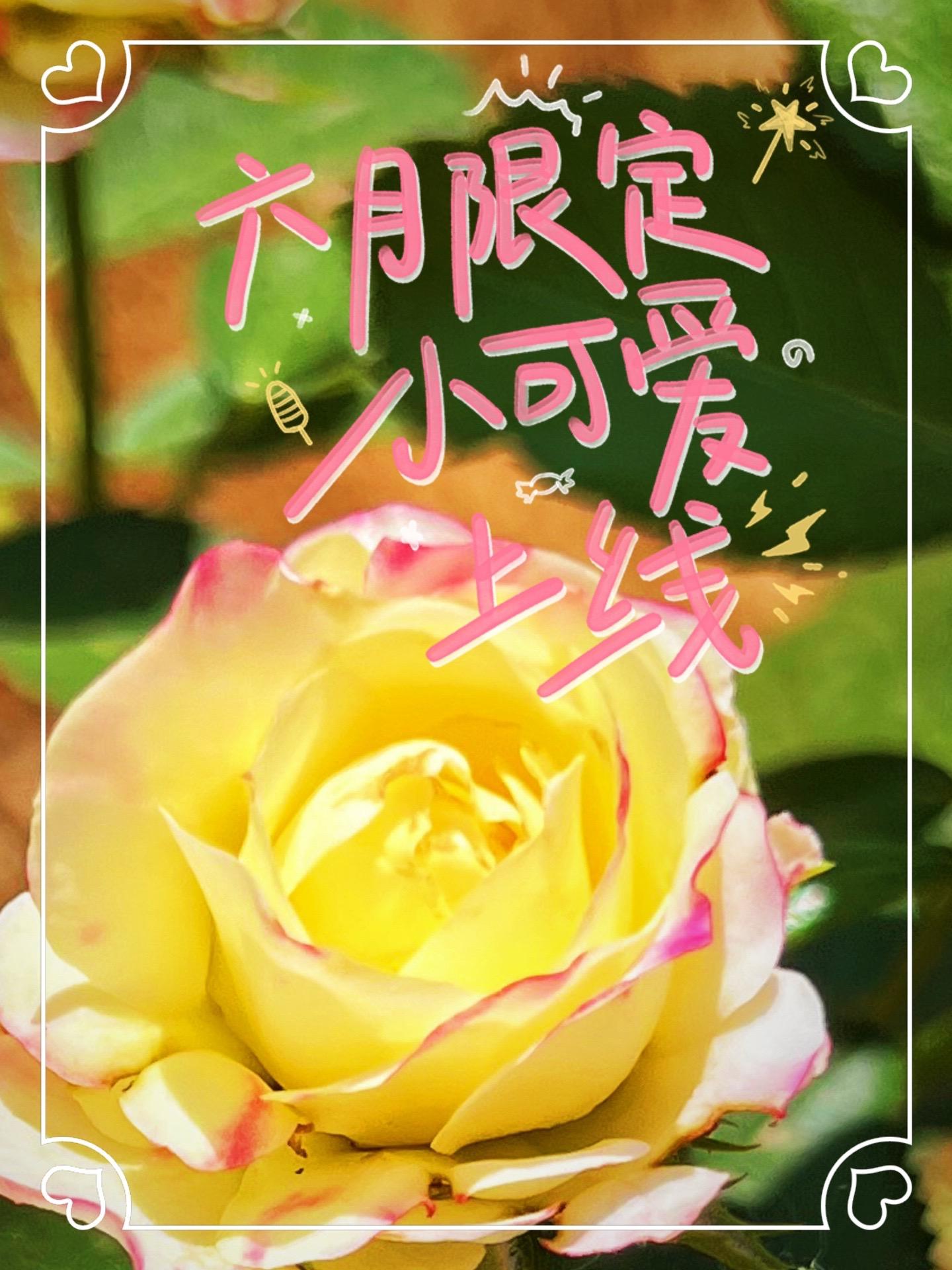 月季·初妆。晓镜初妆玉粉，轻风暗递幽香——宋· 杜安道《西江月》 
天狼家的初妆，原本是在他们家月季直播间蹲幻紫时顺手买回来的，在南院积蓄了一个半月的力量，这周去看竟然陆续开出好几朵花花～ 
初妆的魅力在于：
初开时是奶油黄色
随着花朵打开
渐渐从花瓣边缘染上玫红色
“有点像初次化妆的少女，不慎搽多了腮红”
花瓣层层叠叠
像松软的拿破仑蛋糕
在阳光底下，闪亮亮的
绚丽夺目，又美又仙 
初妆是2019年推出的品种，是月季花界“新星” 
株高80-120厘米，直立性和分枝性都很好，株型紧凑圆润，身上刺很少，只有