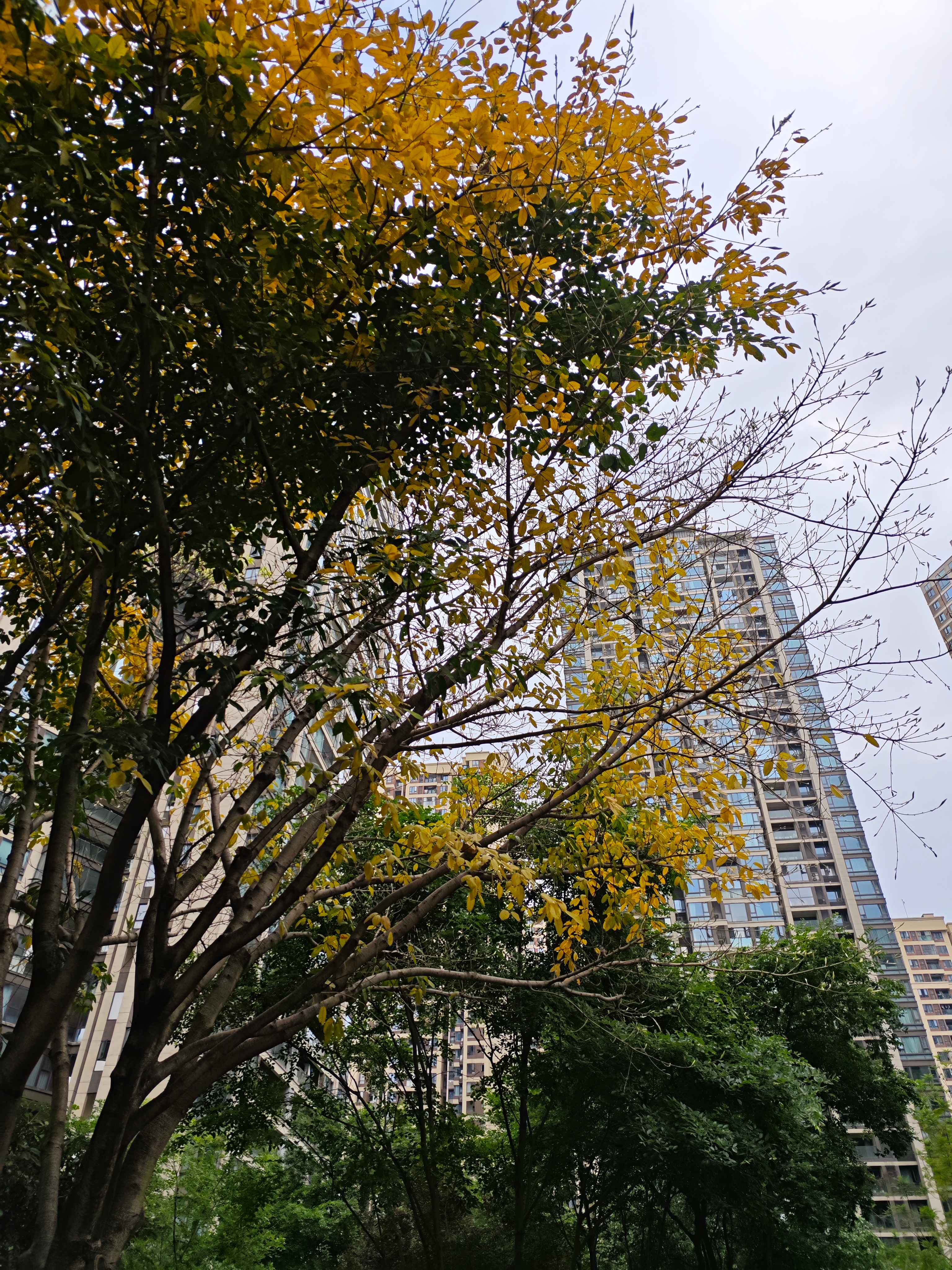 今天运气一般，早上、晚上跑步两次，都遇到突然下大雨；原本想跑个长距离，只好算了；