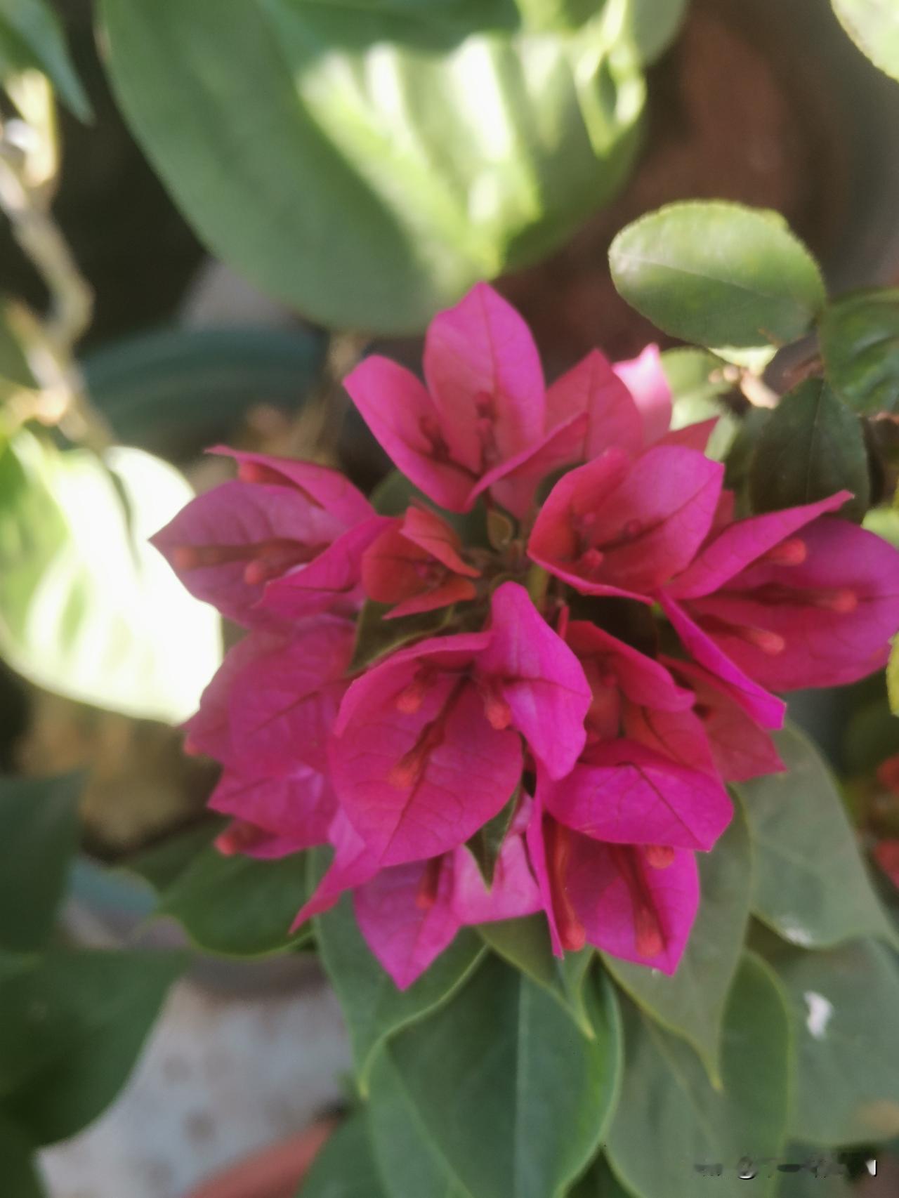 午后阳光，撞见三角梅热烈绽放，玫红花瓣裹着阳光，像打翻了春日的颜料盘，鲜活又耀眼