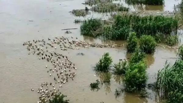 暴雨冲垮鸭棚！2万余只麻鸭顺江漂流，多方暖心搜救让人动容
 
近日，武汉养殖户黄