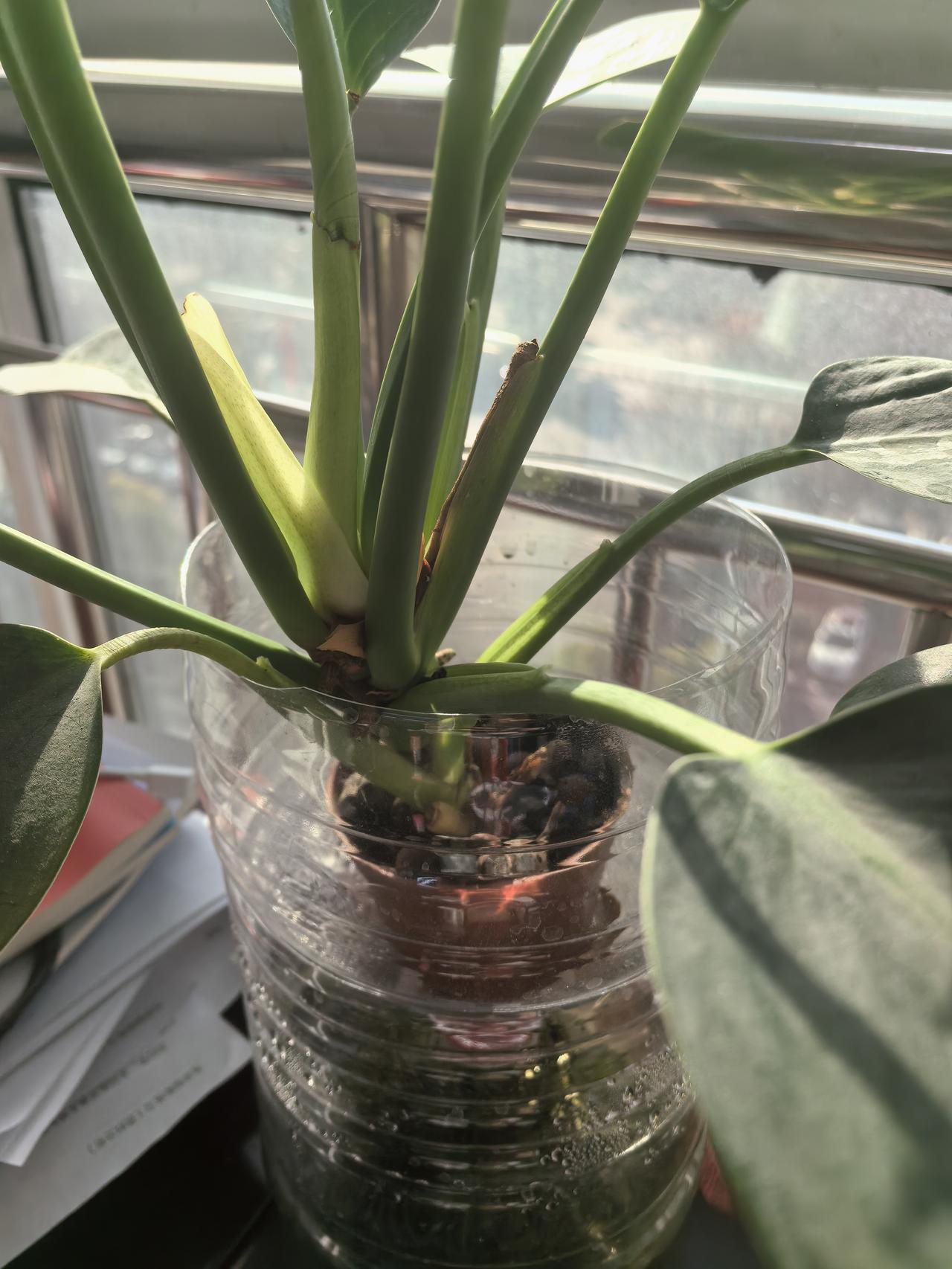 苗京京自今年四月提笔至今，不过短短几个月，已写下1200多篇文章。令人惊叹的是，