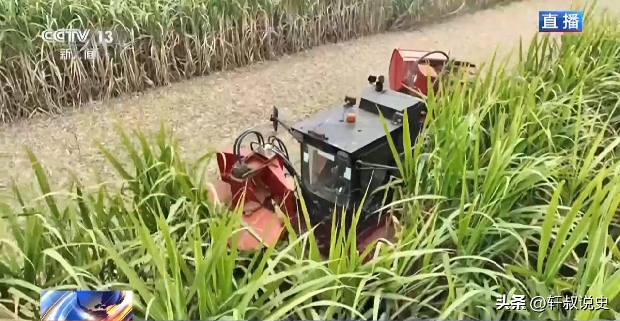 从“榨糖”到“超级电容” 揭秘广西甘蔗的甜蜜产业链。[嘘]
冬天真切感已经随着寒