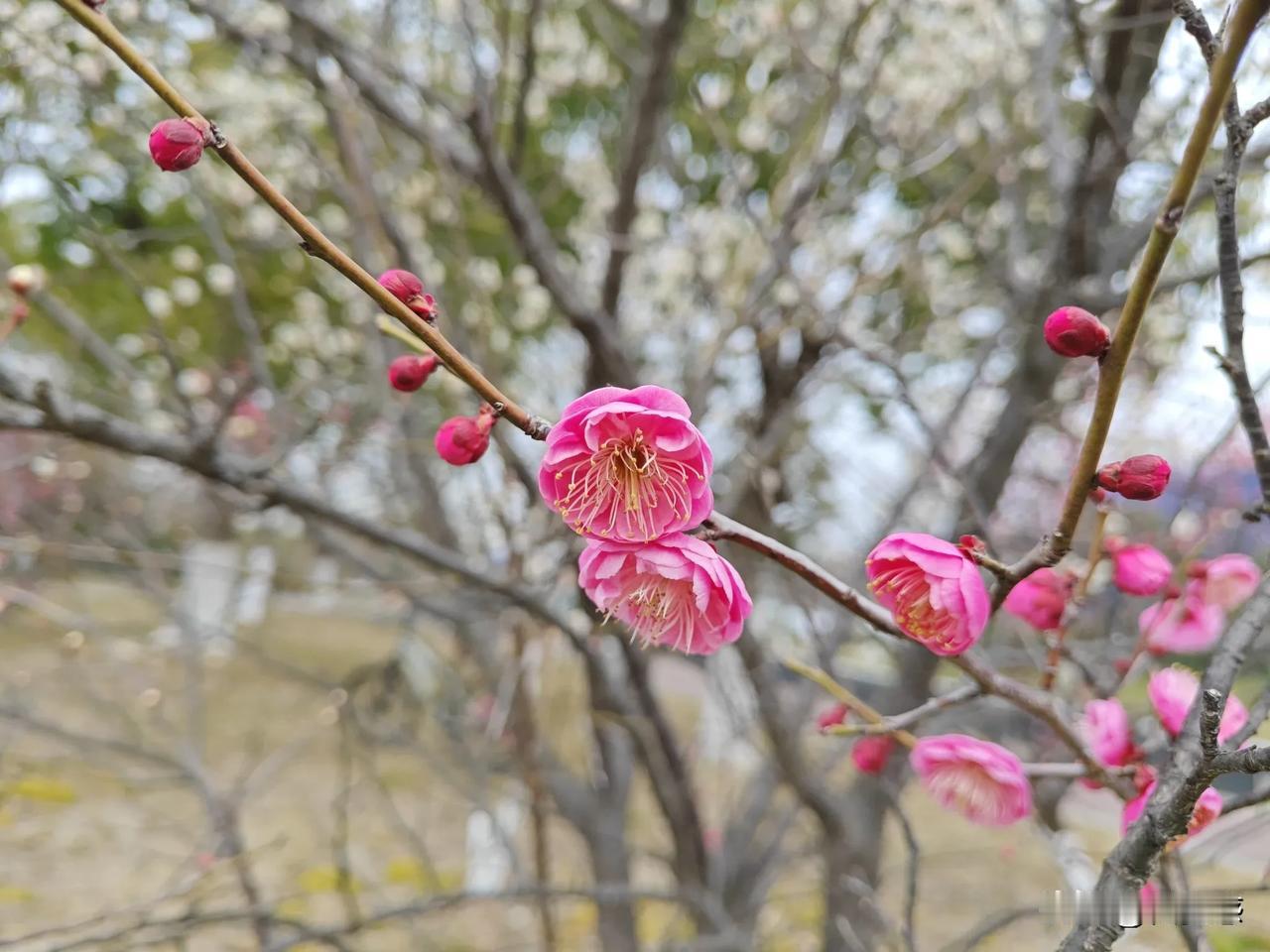 春日生活打卡季梅