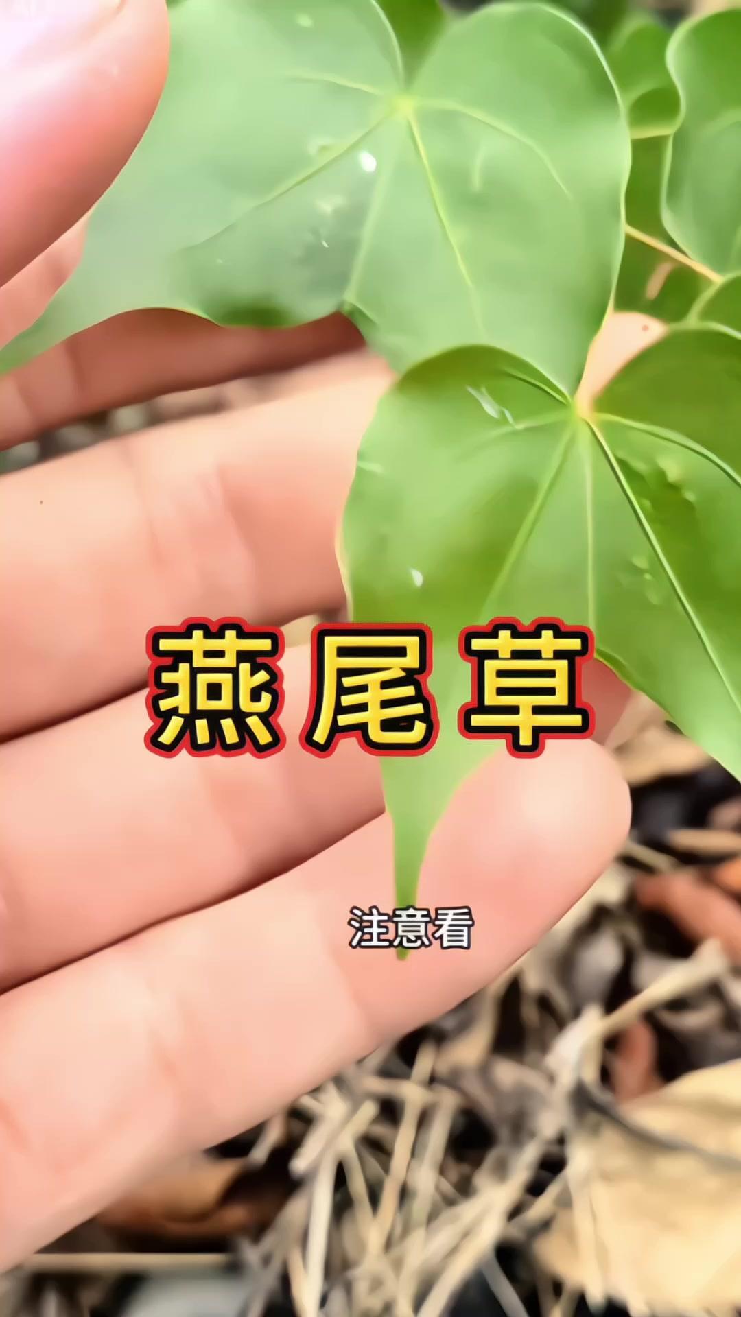 🌿今天给大家分享一种植物，它可是个好宝贝，懂得它价值的寥寥无几，珍贵而又稀少。