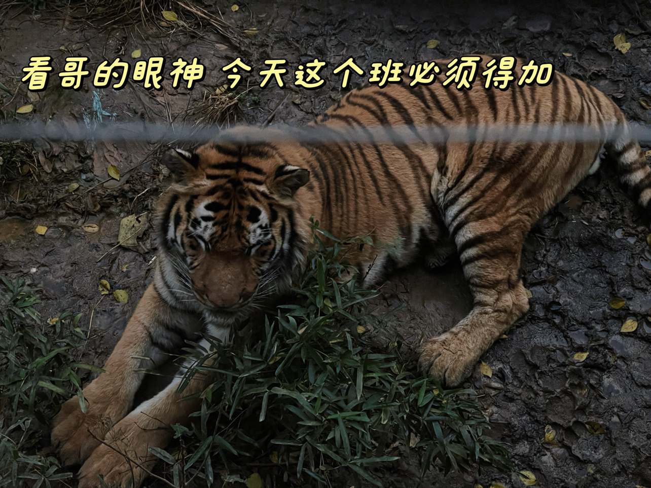 P啥来着plog。一些碎片记录。 ​​​