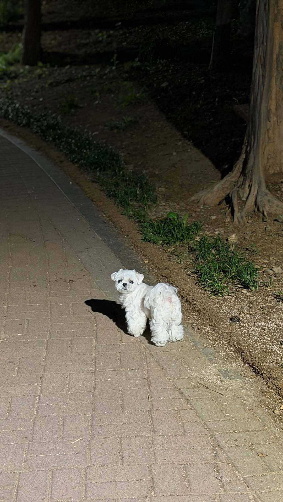 “CB百蓝_。260515利特 ins story更新： 
