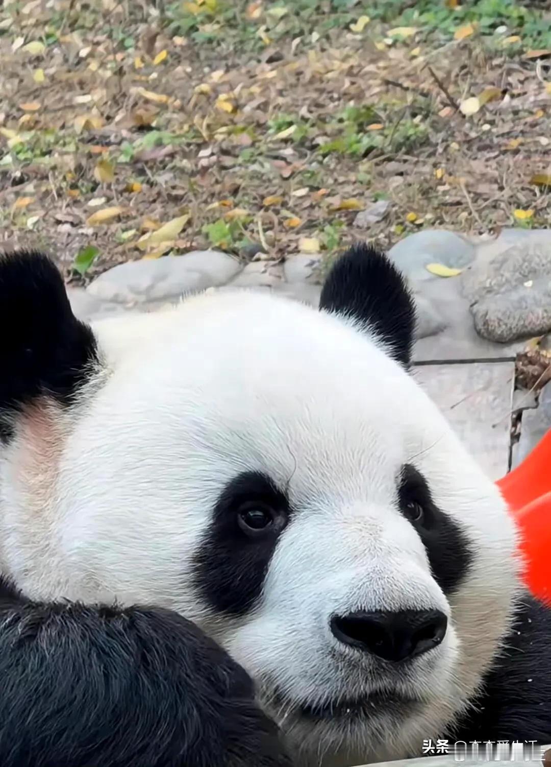 我始终觉得萌兰他完全可以凭借着他美貌出圈及时颜值不负当年。但依然是帅哥。


性