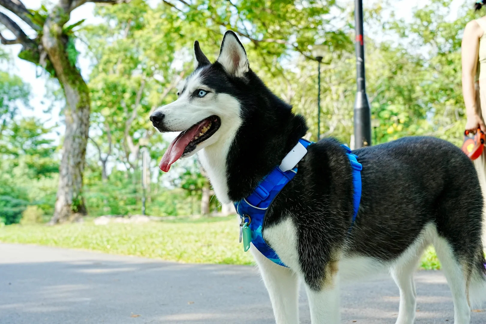 狗太聪明有什么好的