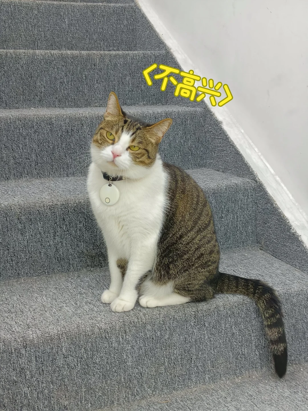 谁家小猫这么拽