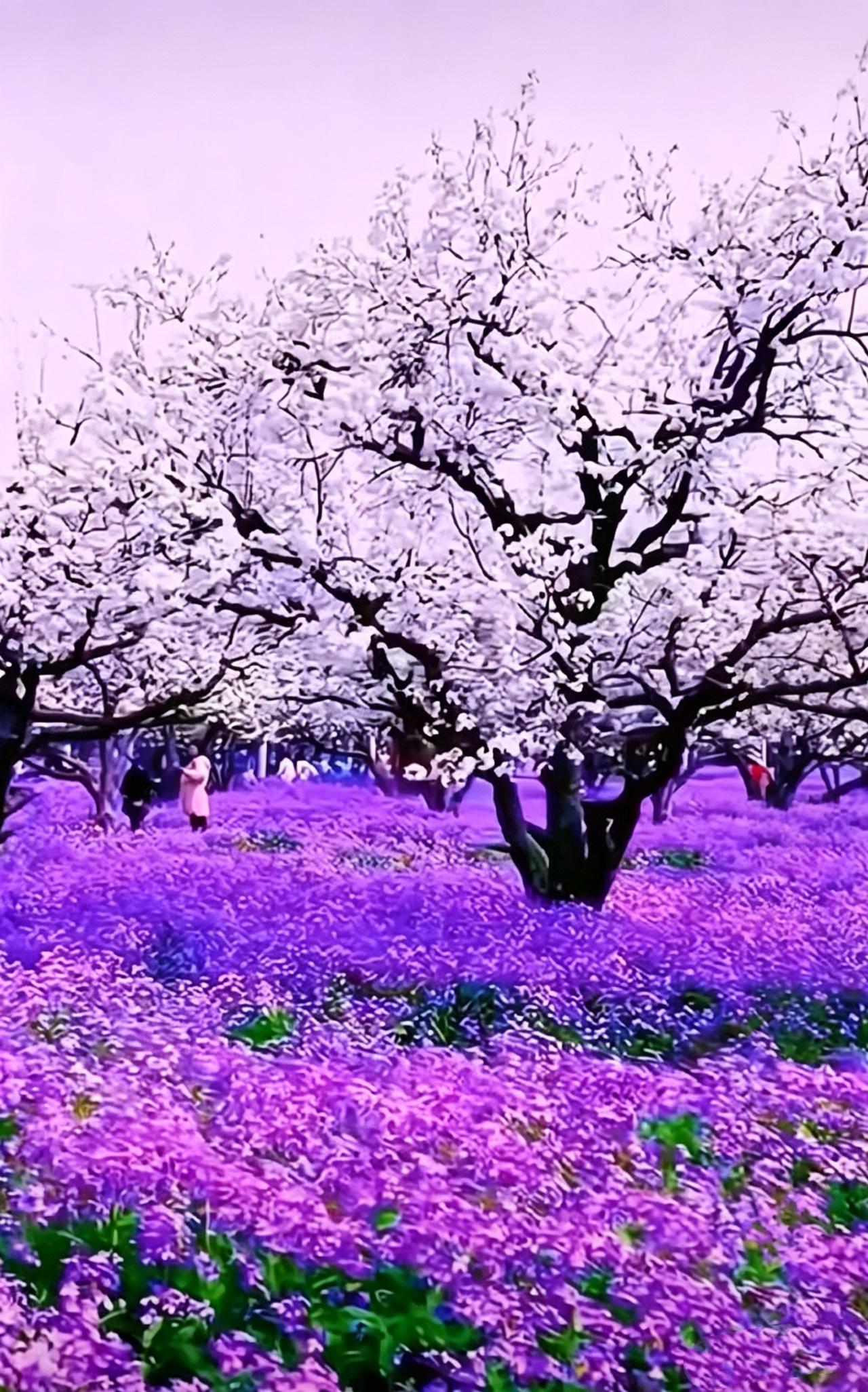 田园牧歌
晴郊花绽雪云堆，
紫毯铺春入望来。
闲逐东风穿树陌，
静听啼鸟绕亭台。