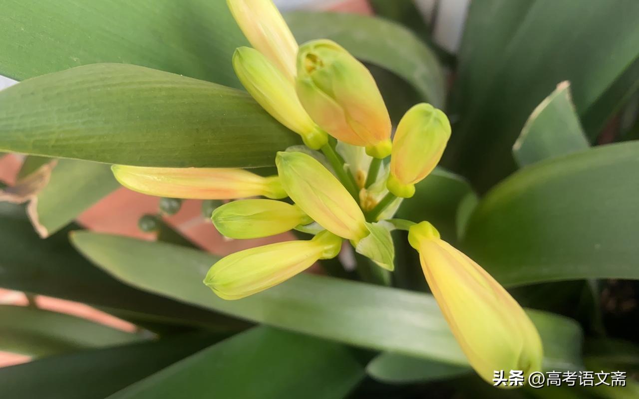 新年生活图鉴清新自然的花朵，生机勃勃的绿色叶片，春天的气息扑面而来。