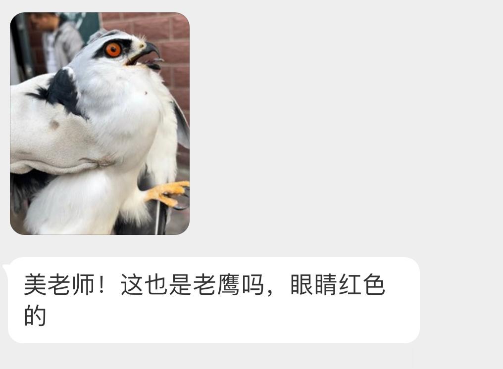 杀红了眼的【黑翅鸢yuān】二级保护鸟类哦！ ​​​