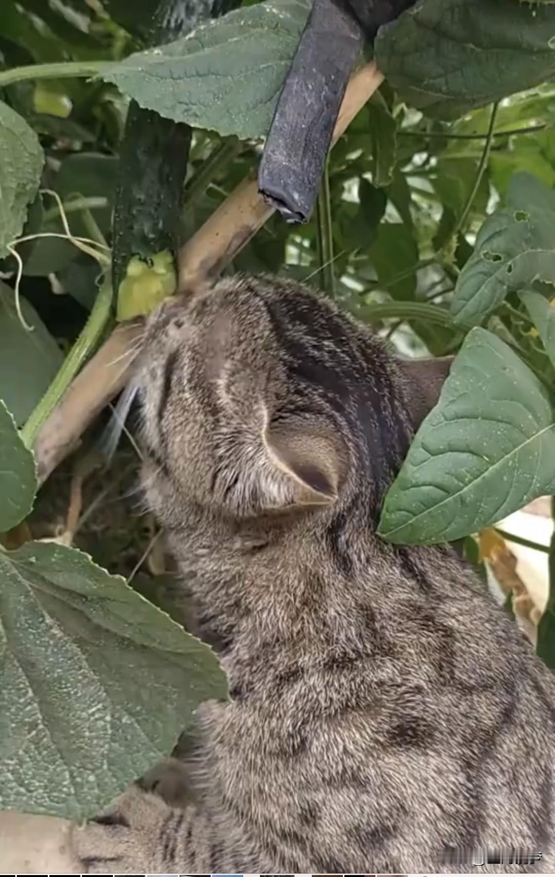 幼猫喝羊奶行，但牛奶就算了。羊奶分子结构小，更接近猫奶，易被幼猫消化吸收，还富含