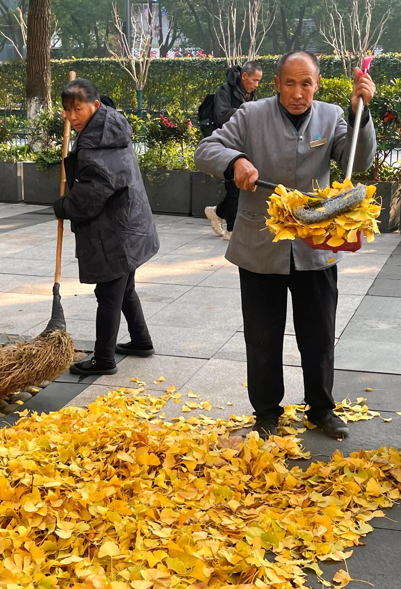 西湖边的银杏树和它的叶子。银杏在西湖边算是点缀。不过这浓烈纯粹的金黄，谁能不爱呢